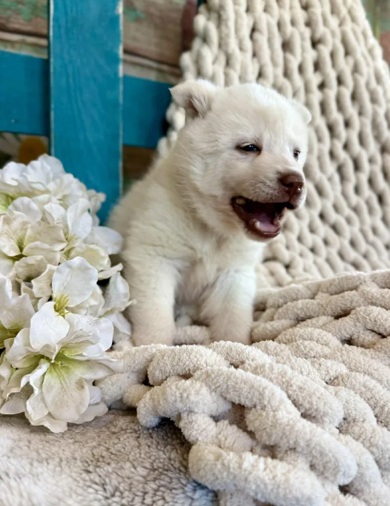 Whisper Woofington thumbnail 4