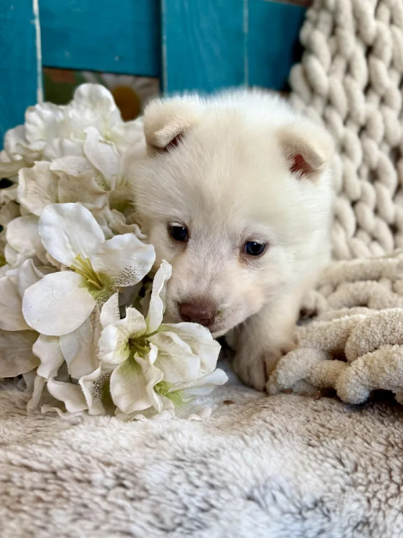 Whisper Woofington thumbnail 5