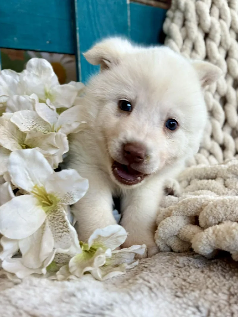 Whisper Woofington thumbnail 6