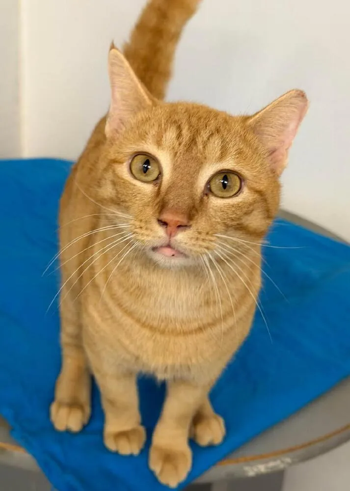 Cheddar Biscuit thumbnail 2