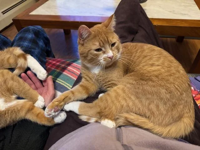 Milo thumbnail 2