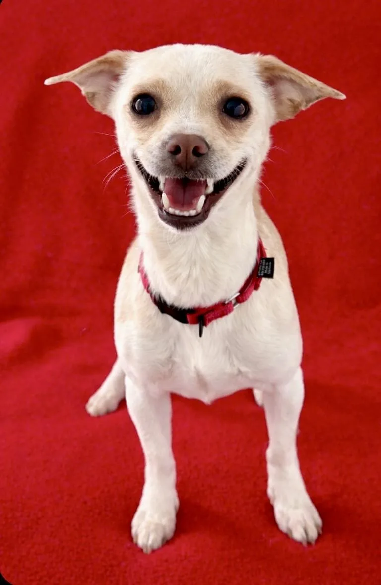 A young small-sized female Apricot / Beige Chihuahua dog named Marley for adoption in Warren, NJ