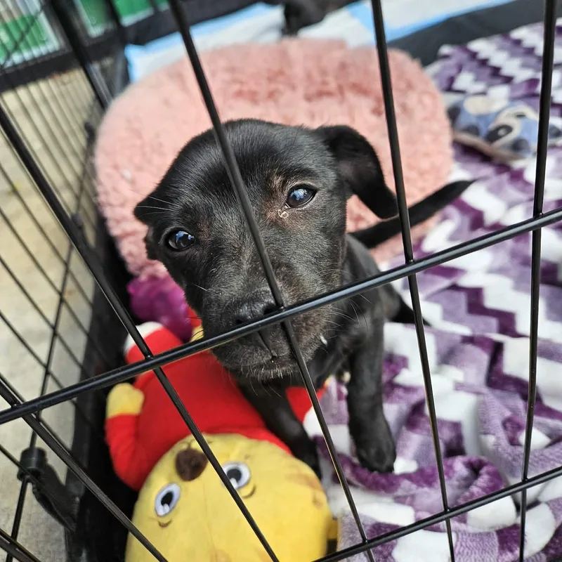 Flip Flop thumbnail 4