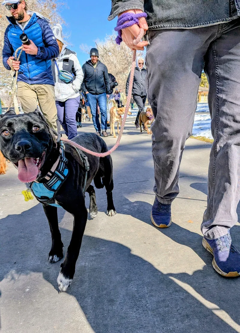 Fritillaria thumbnail 2