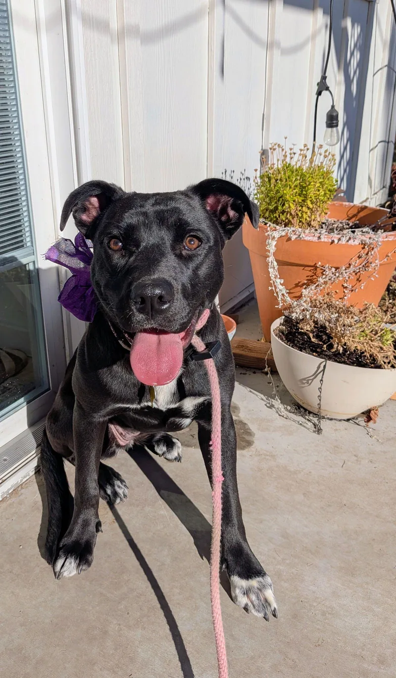 Fritillaria thumbnail 3