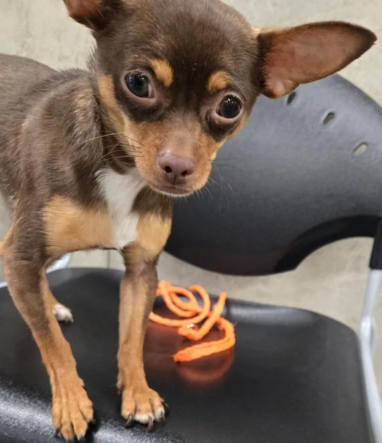 A young small-sized female Chihuahua dog named Coco & Canela for adoption in San Antonio, TX