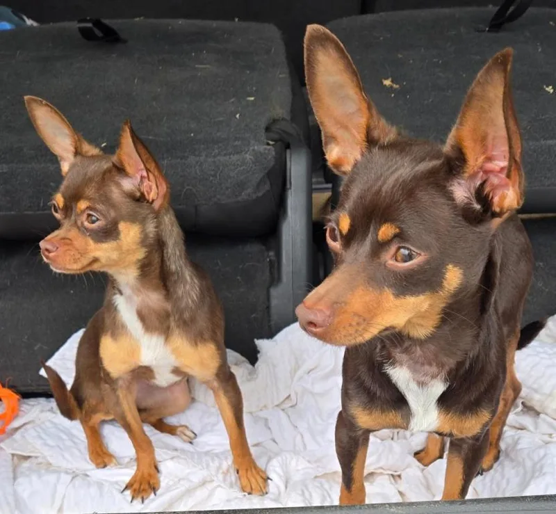 Coco & Canela thumbnail 3
