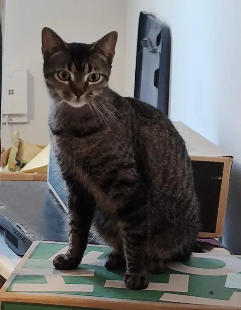 Ms Bambi thumbnail 2