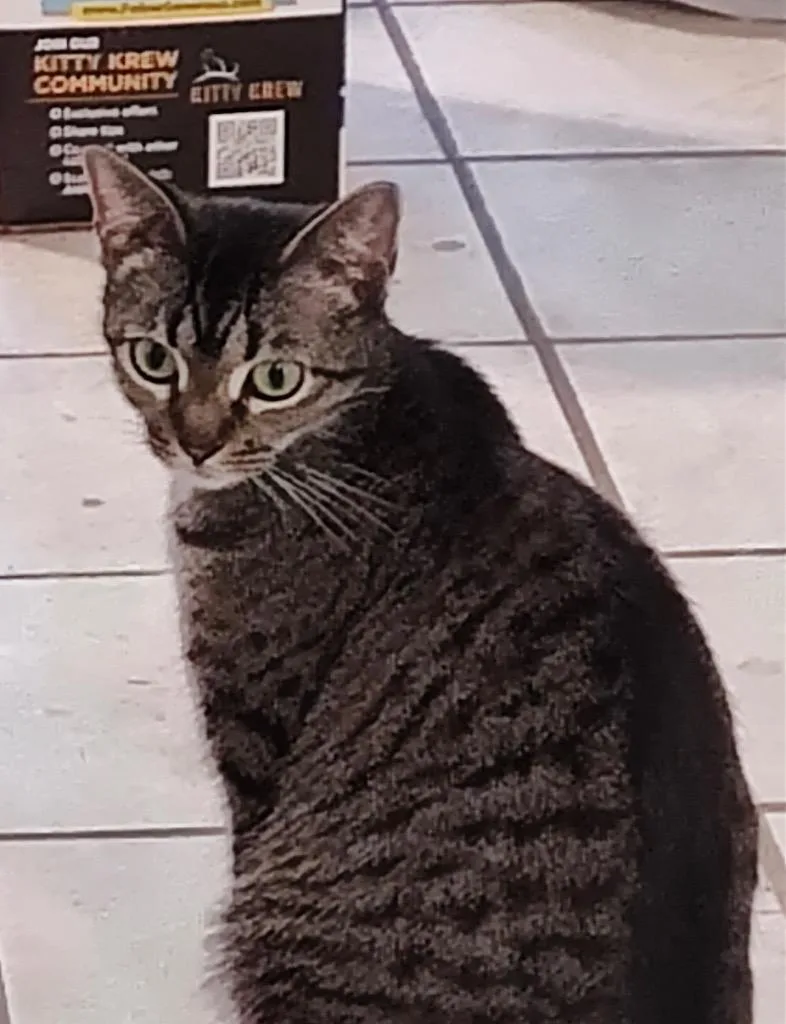 Ms Bambi thumbnail 3