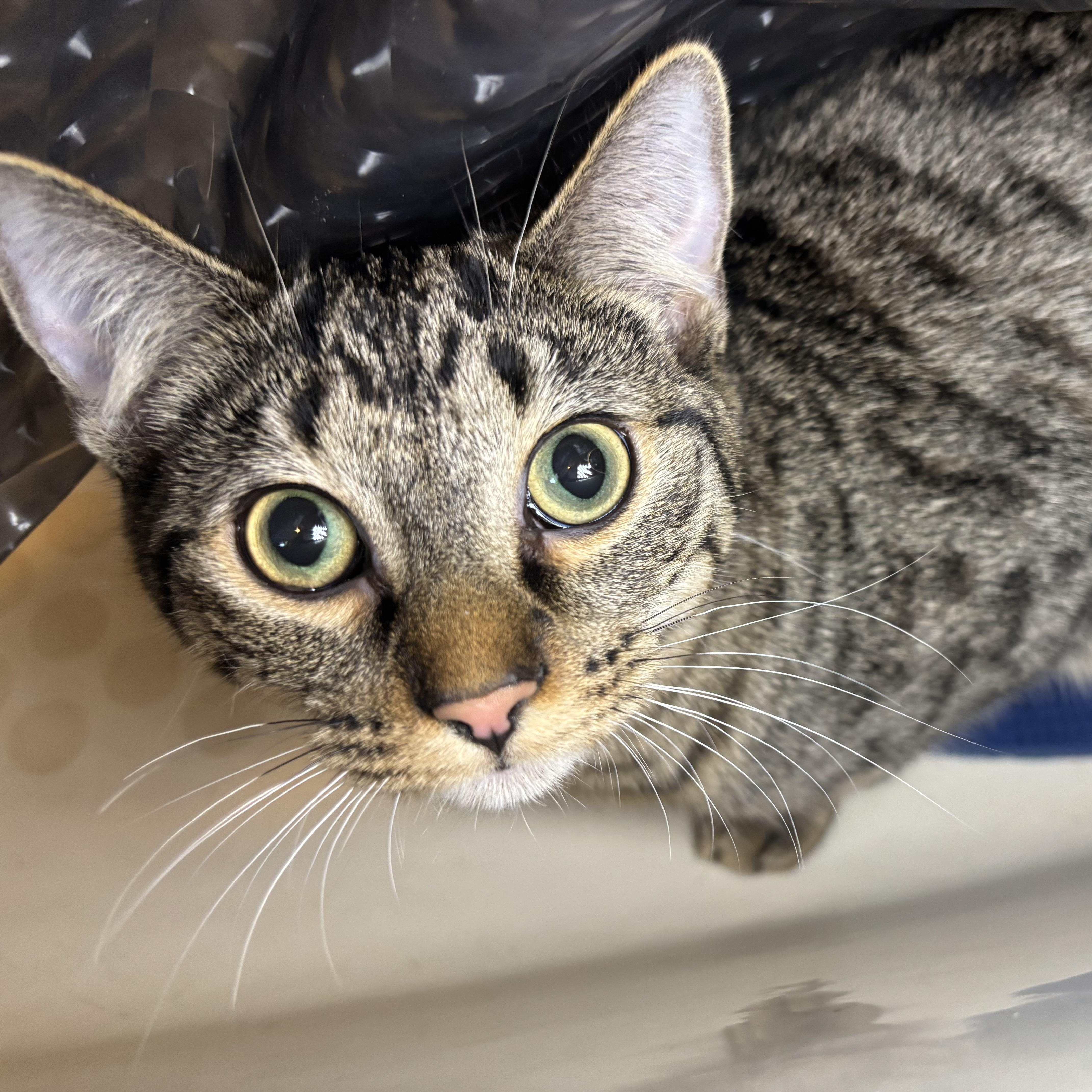 A baby medium-sized female Domestic Short Hair cat named Bix for adoption in Warwick, RI