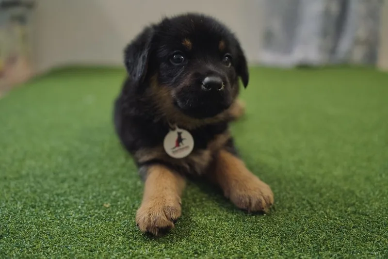 Saige Aka White Red thumbnail 2