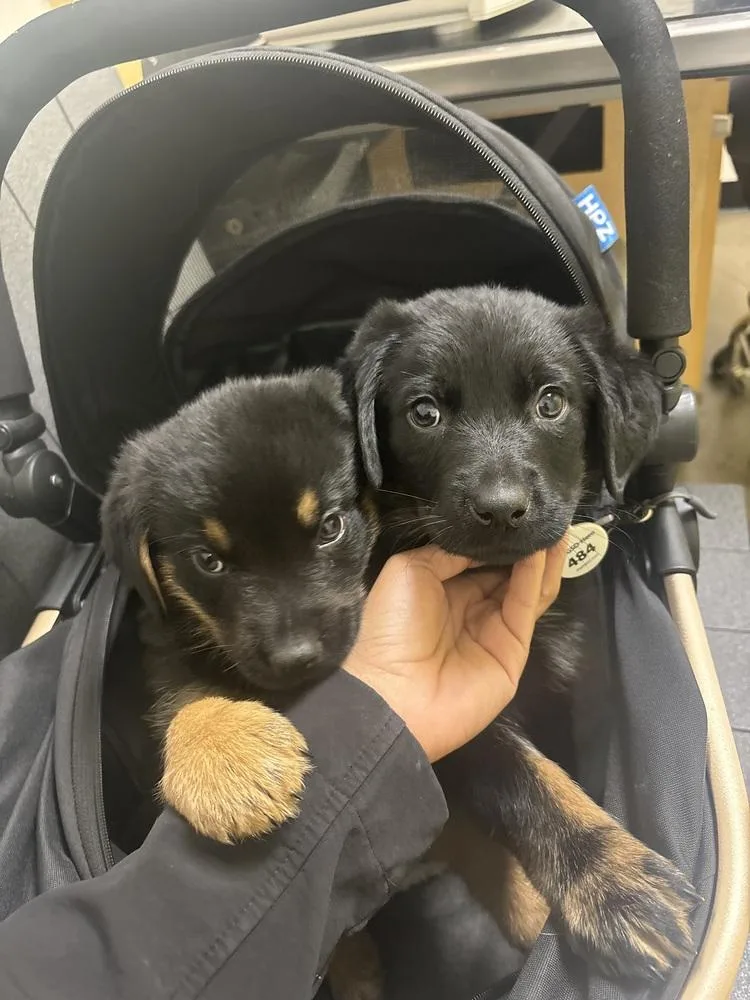 Saige Aka White Red thumbnail 3