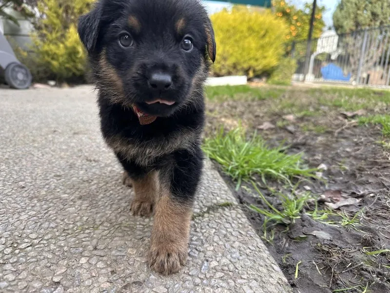 Saige Aka White Red thumbnail 4