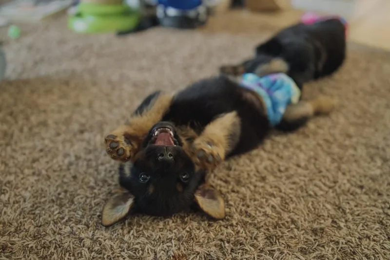 Saige Aka White Red thumbnail 5