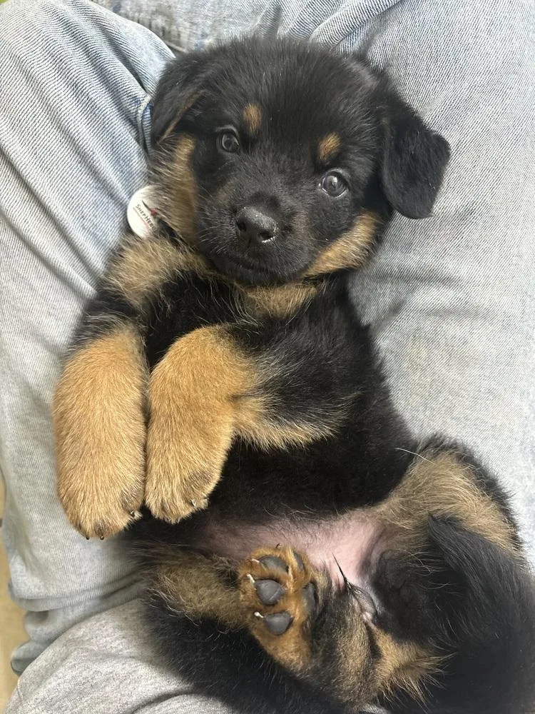 Saige Aka White Red thumbnail 6