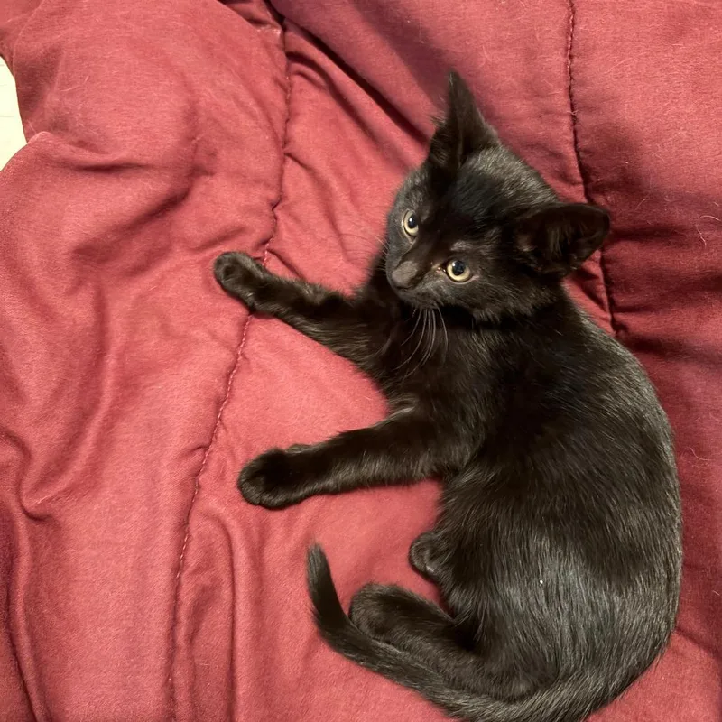 Courtney thumbnail 2