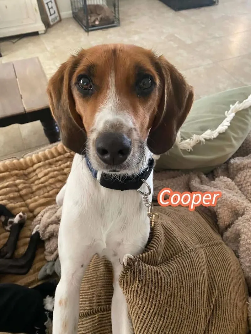 Cooper