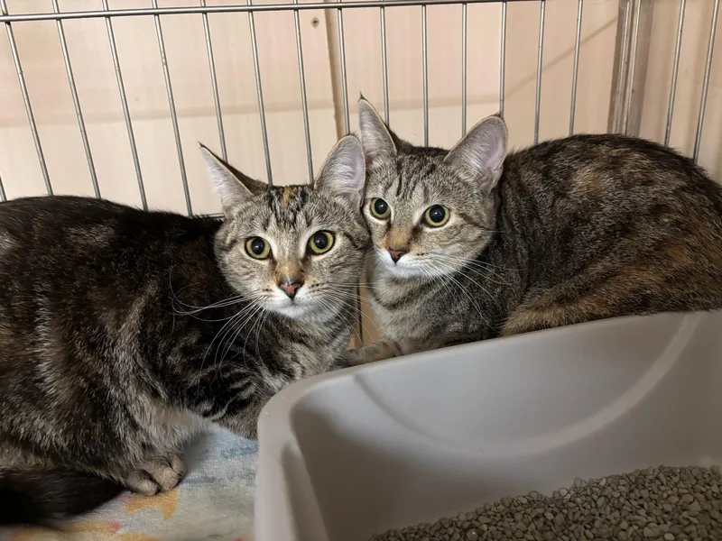 Daphne Bonded With Debby