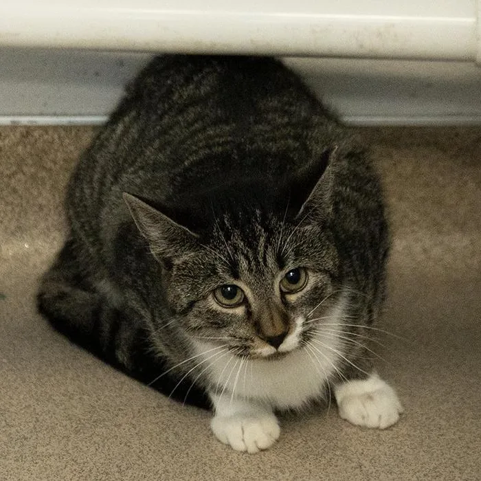 Eddie Munson thumbnail 2