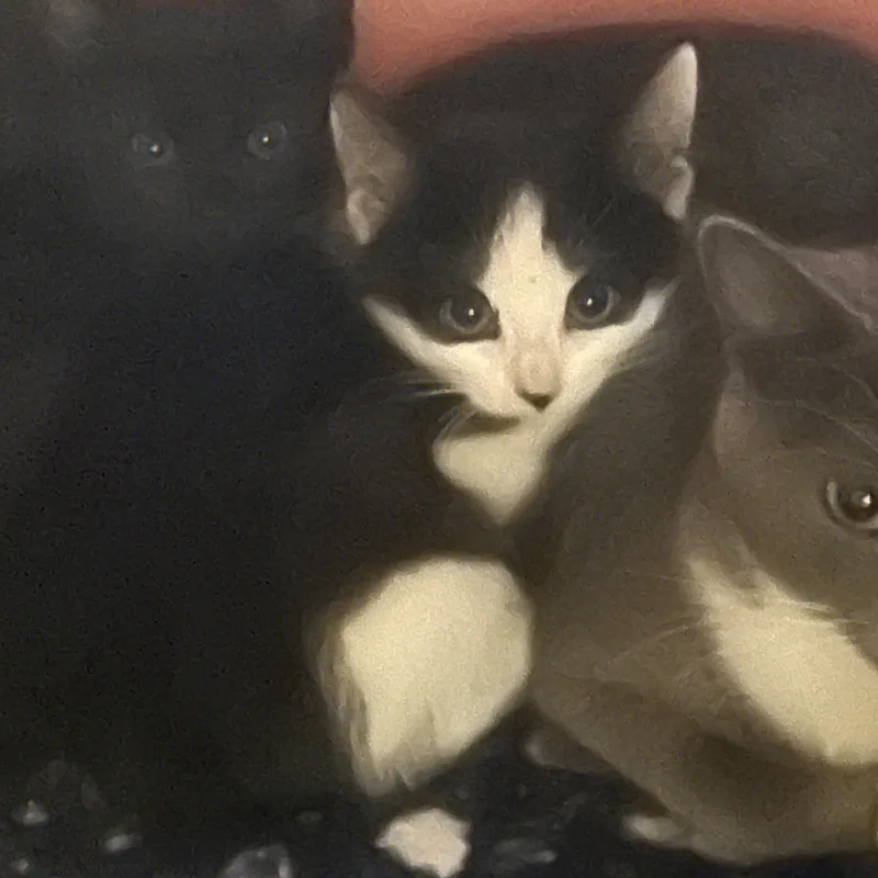 Bianca Belcathair thumbnail 2