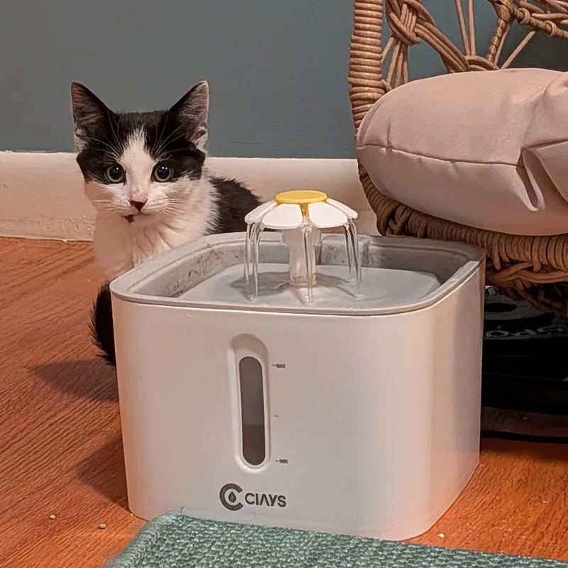 Bianca Belcathair thumbnail 3