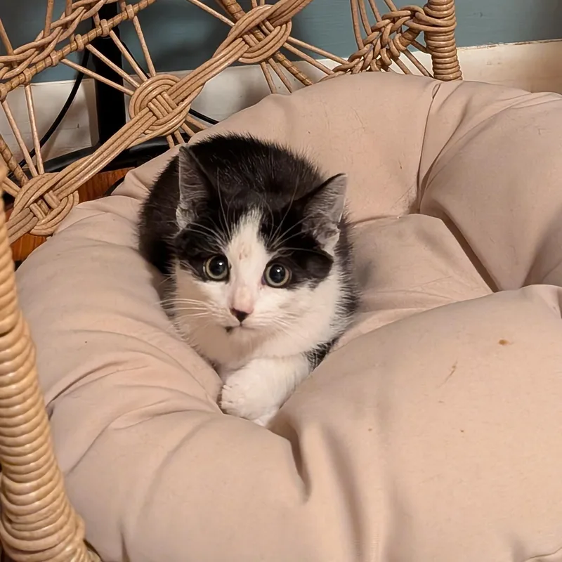 Bianca Belcathair thumbnail 4