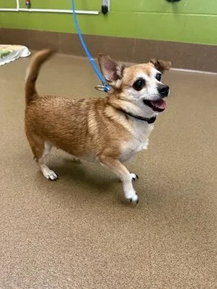 Coco Needs A Home thumbnail 2