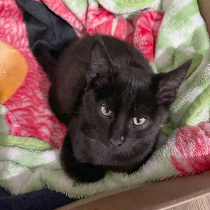 Butch Cassidy thumbnail 2