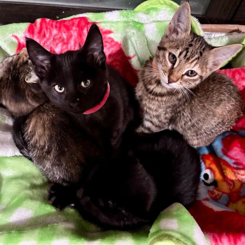 Butch Cassidy thumbnail 3