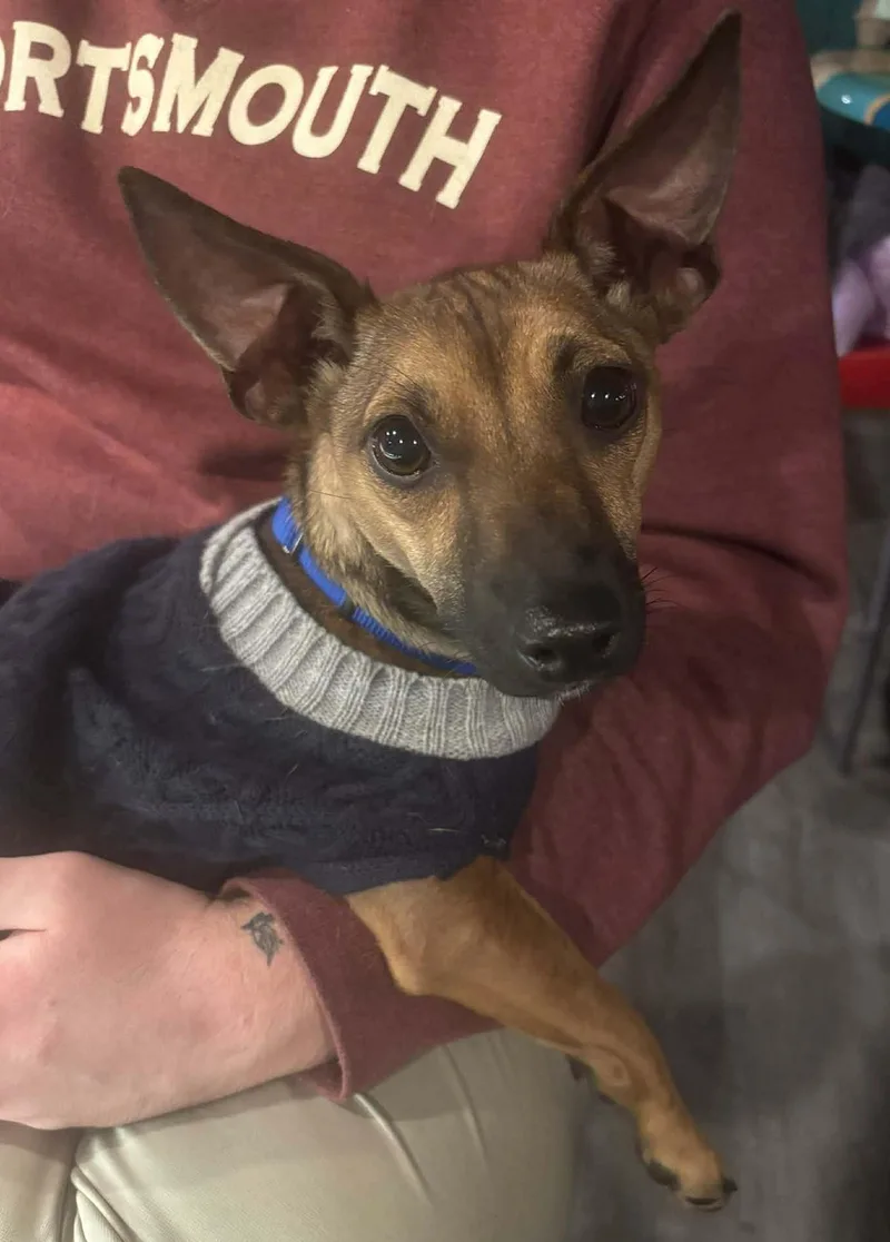 A young small-sized female Golden Chiweenie dog named Myla for adoption in Dubuque, IA