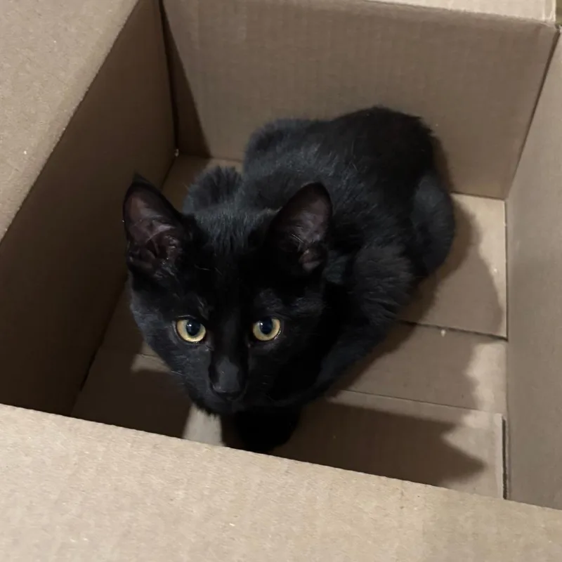 Sundance thumbnail 3