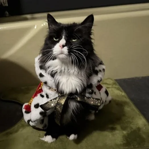 Priscilla thumbnail 3