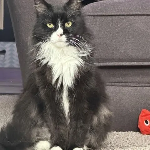 Priscilla thumbnail 4