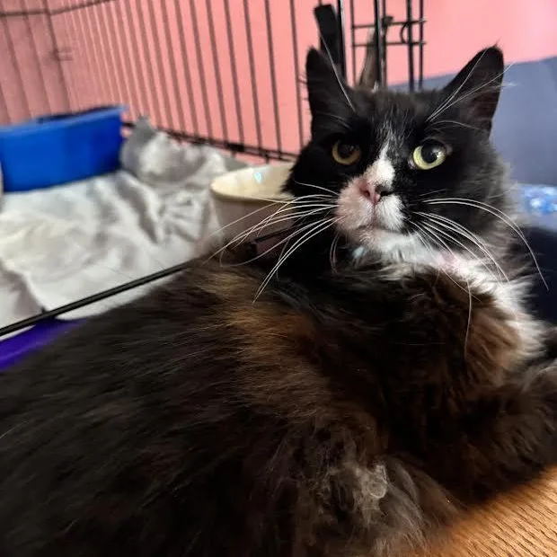 Priscilla thumbnail 5