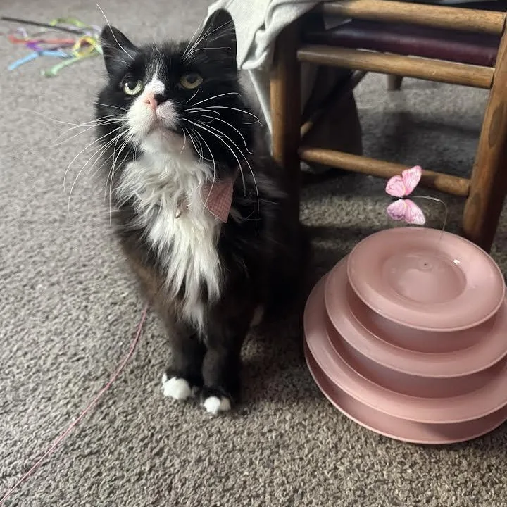 Priscilla thumbnail 6