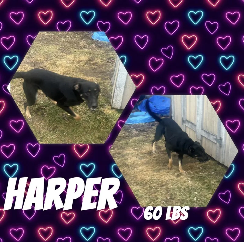 Harper