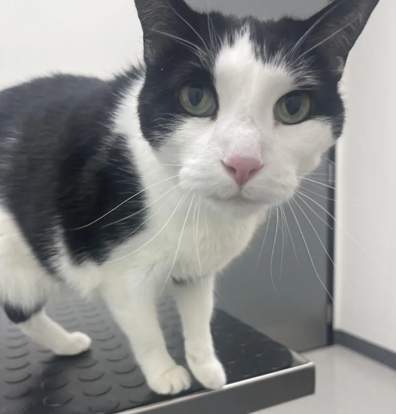 Hades & Pandora thumbnail 2