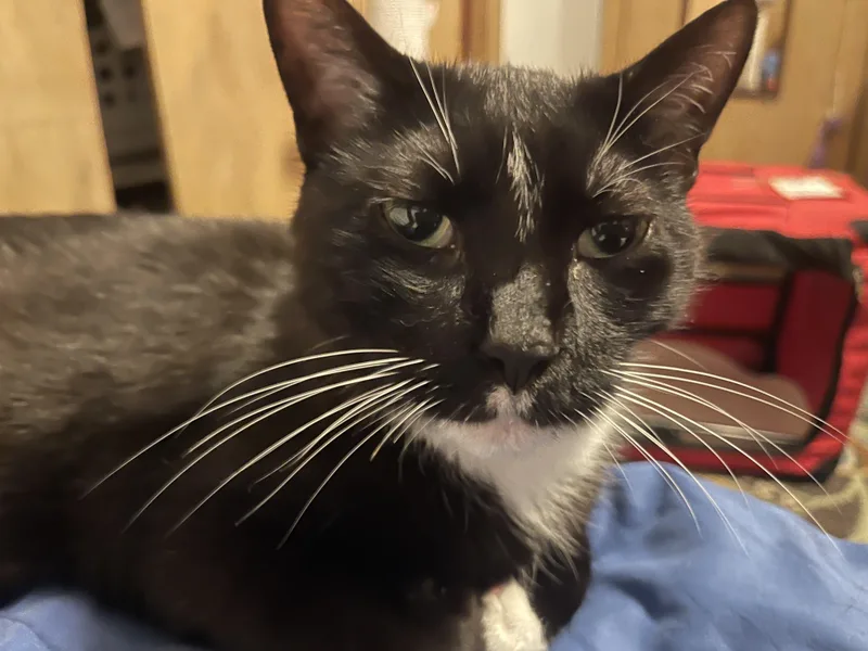 Hades & Pandora thumbnail 3