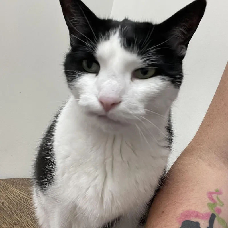 Hades & Pandora thumbnail 4