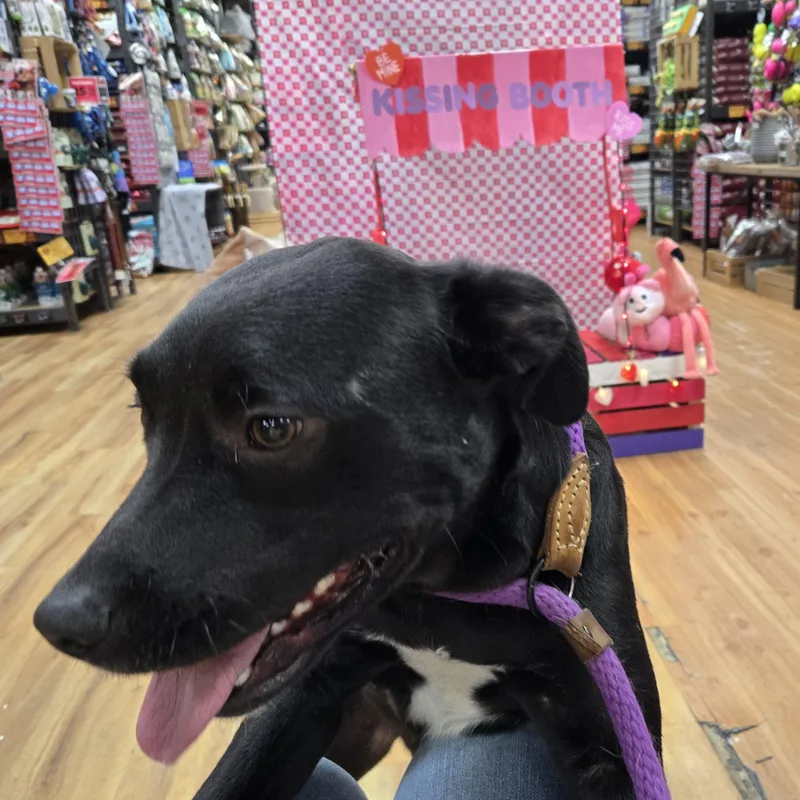 Lou Aka Lover thumbnail 5