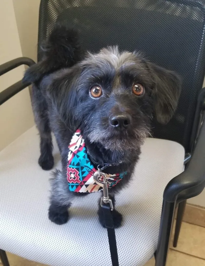 Cooper Aka Super Coop thumbnail 2