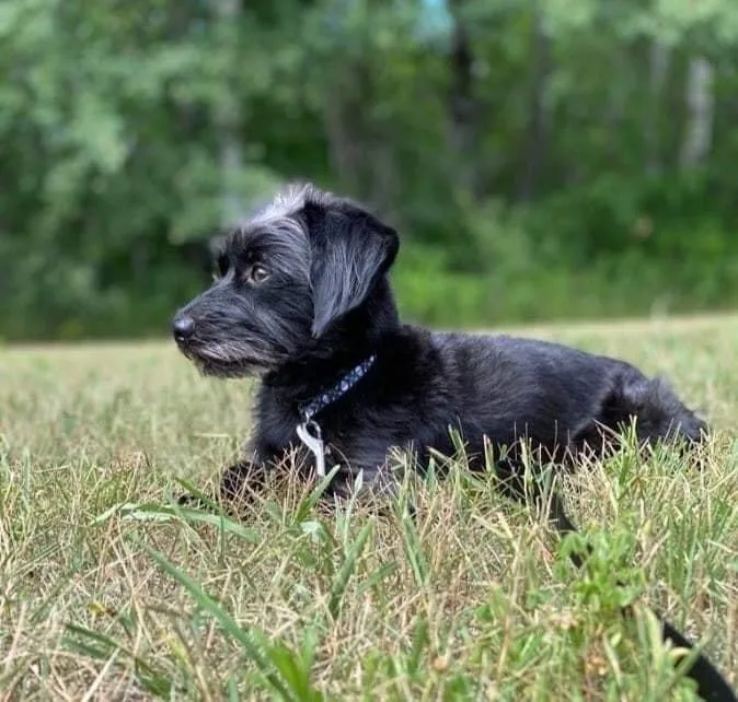 Cooper Aka Super Coop thumbnail 3