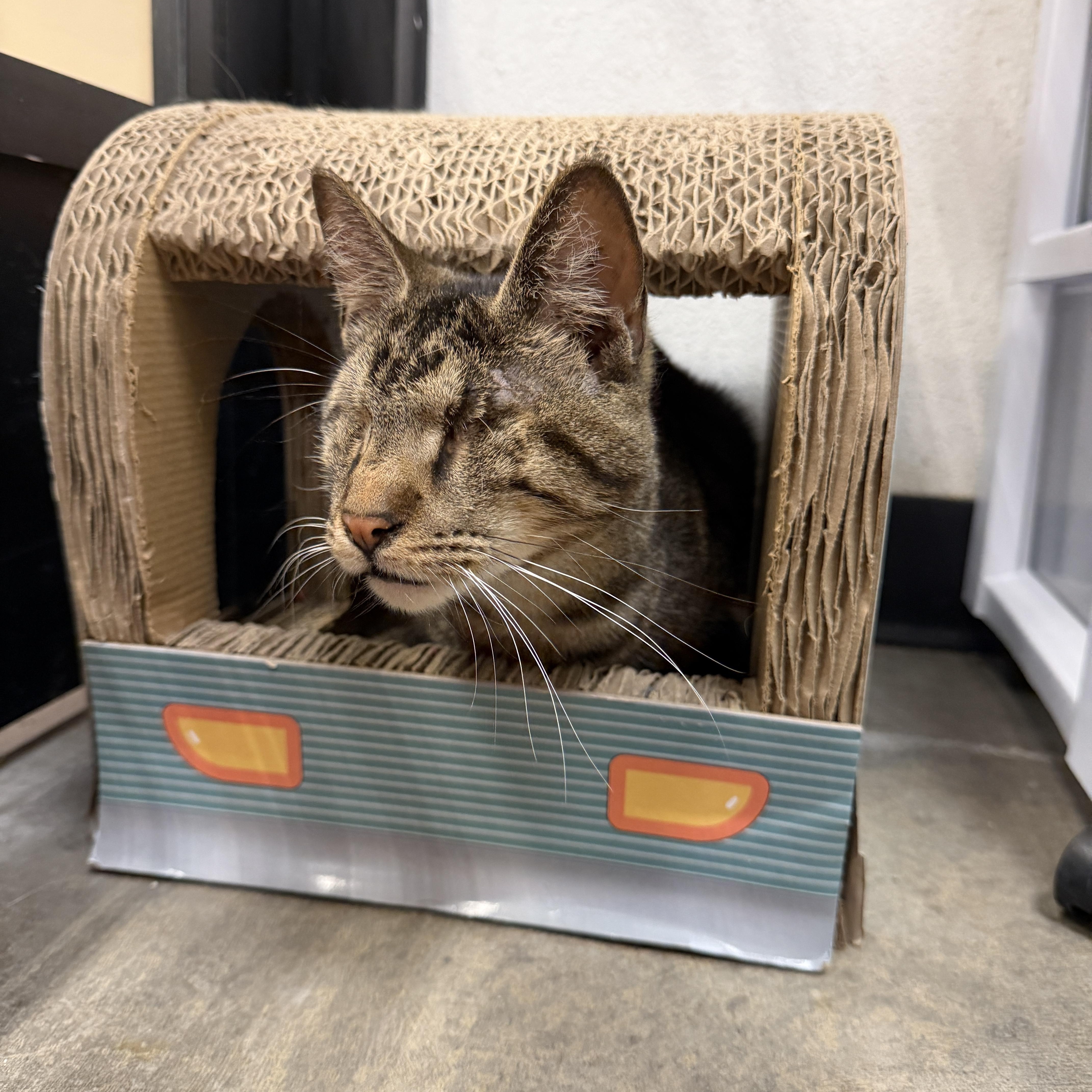 Muenster thumbnail 2