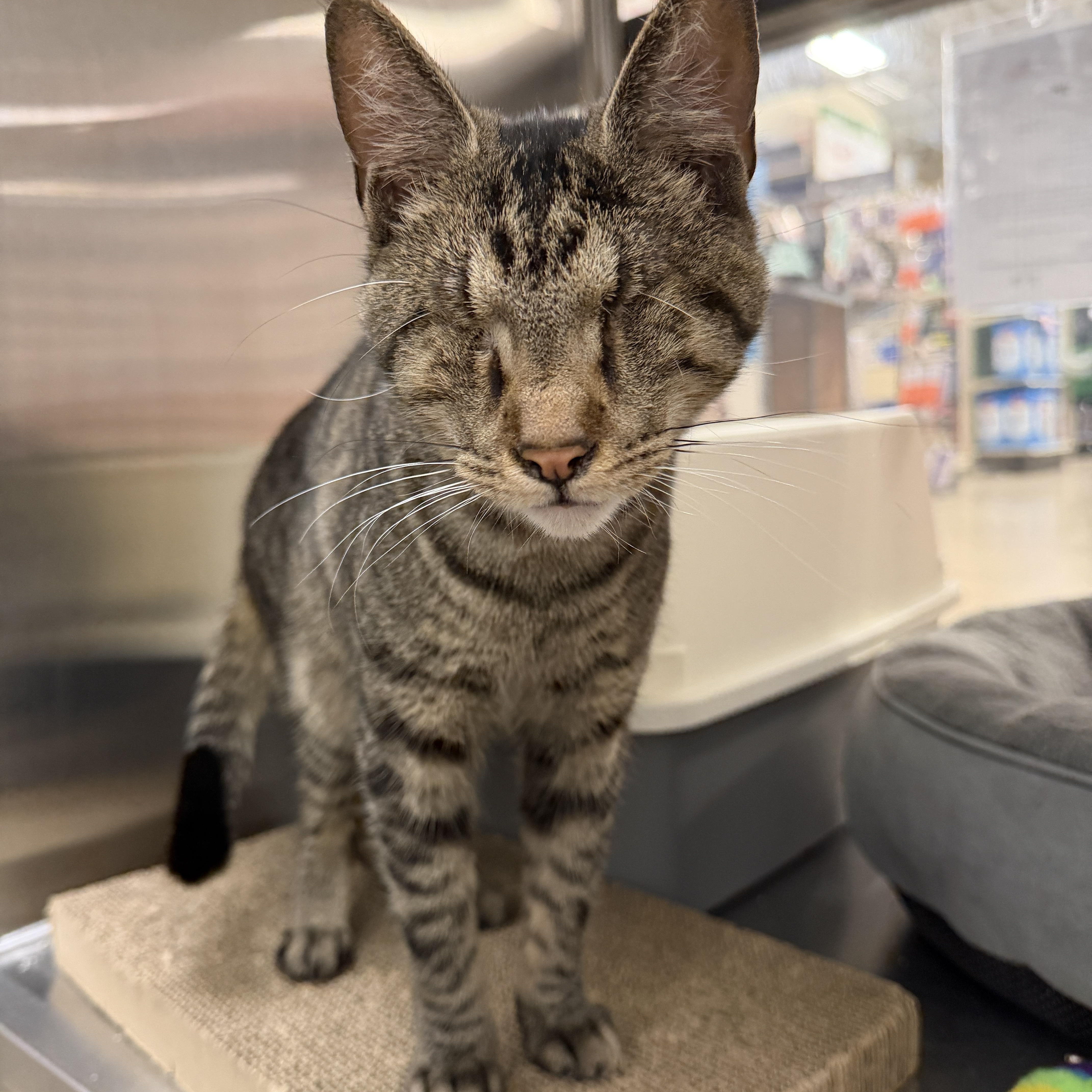 Muenster thumbnail 3