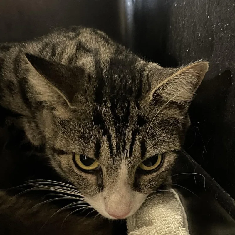 Mama Roxie thumbnail 2