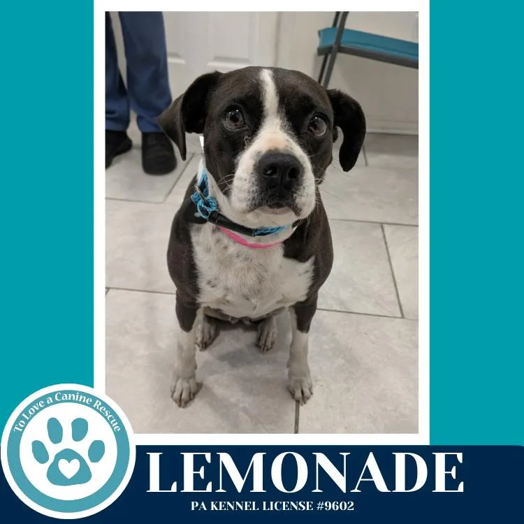 A young medium-sized female Tricolor (Brown, Black, & White) Boston Terrier dog named Lemonade for adoption in Kimberton, PA