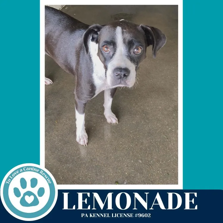 Lemonade thumbnail 2