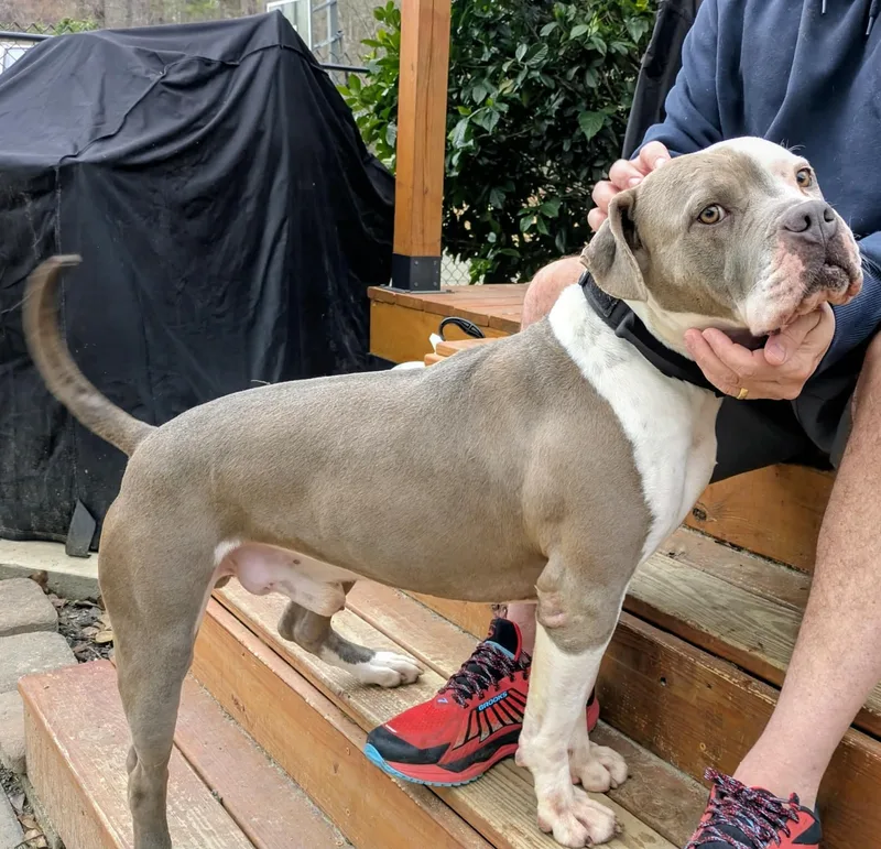 Meatball thumbnail 2