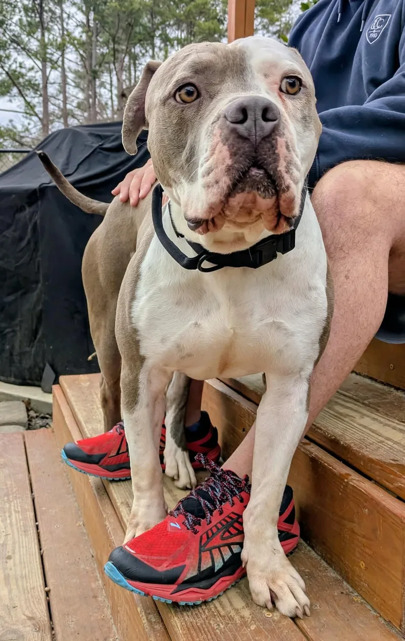 Meatball thumbnail 3