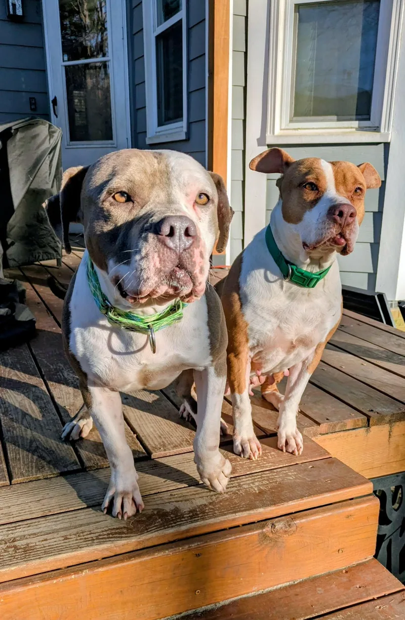 Meatball thumbnail 4